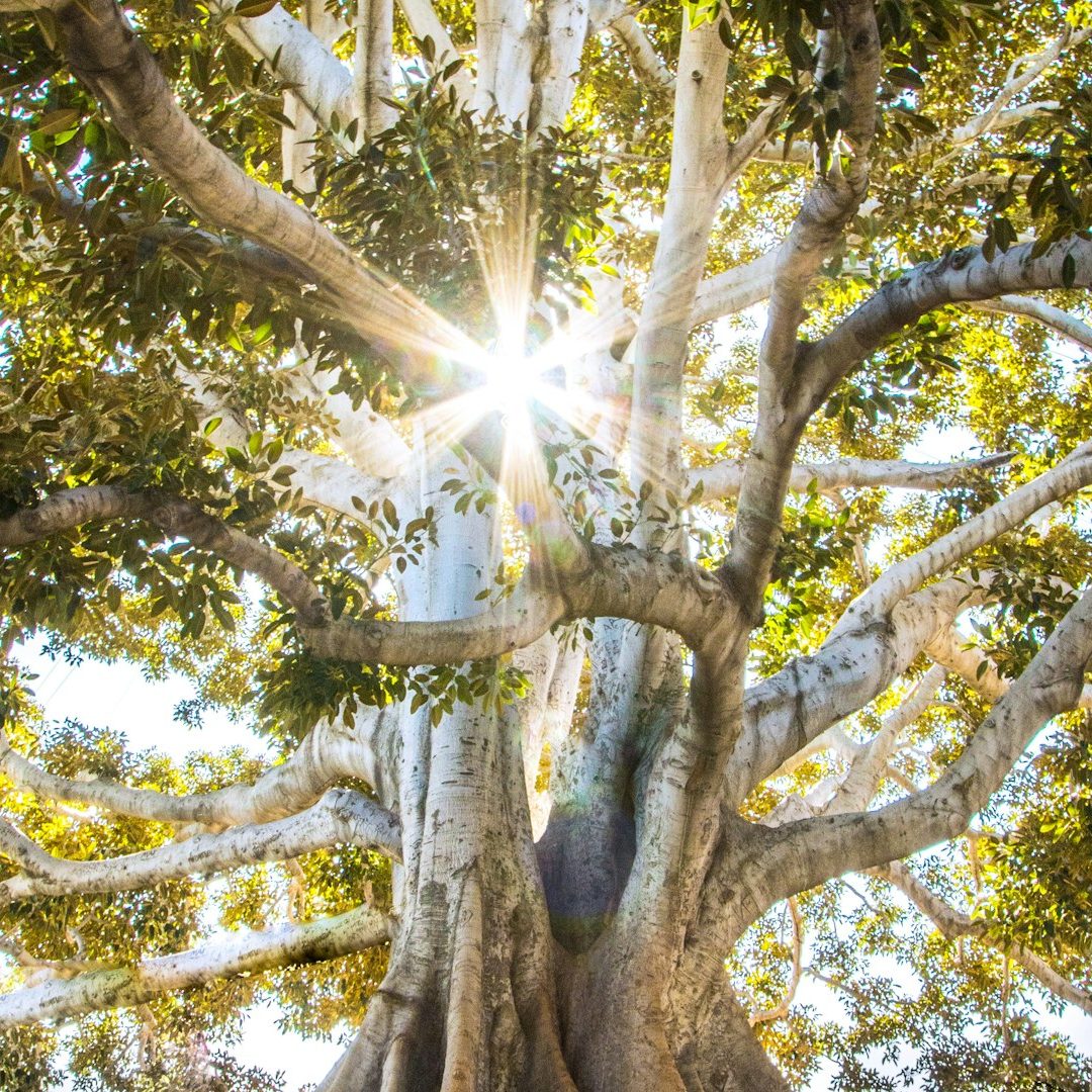 Coaching Veränderung, Natur Coaching in Bad Tölz Sonnenlicht bricht durch eine Baumkrone